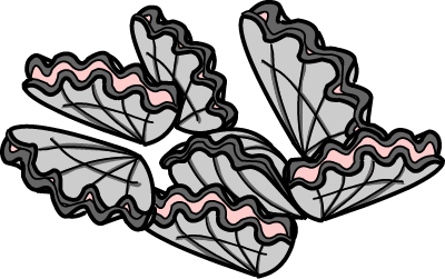 Illustration of oysters