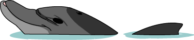 Illustration of a dolphin