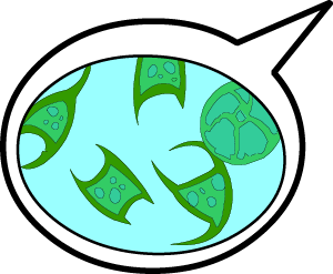 Phytoplankton illustration