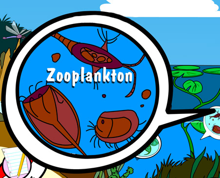 Illustration of zooplankton